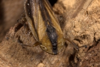 *(85360) La Philne spumeuse (Homoptre - Aphrophoridae - Philaenus spumarius)